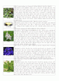 꽃1,2년초화류식물 30가지(사진과 설명) 8페이지
