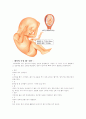 임신과 출산 28페이지