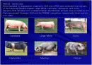 소, 말, 돼지 조모색(roan) 관련 후보유전자  11페이지