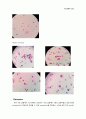 생물학 실험 - 세포사의 특징(apoptosis) 관찰 5페이지