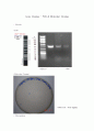 [레포트paper] 생물학 실험-PCR&molecular cloning 1페이지