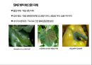 토마토tomato 병해 - 토마토 황화잎말림병 (TYLCV) 10페이지