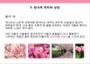 핑크색 PINK COLOR [마케팅.의미.상징.패션.마크] 17페이지