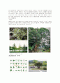 수목의 종류와 조경에서의 수목의 쓰임 환경보호와 수목 수목의 관리에관한 레포트 2페이지