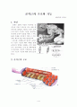 골격근의 구조와 기능 1페이지