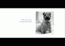The Blue Day Book-누구에게나 우울한 날은 있다  인생에 삶에 대한 고찰 22페이지