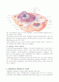 원핵세포와 진핵세포의 비교 5페이지
