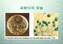 식품학 개론 27페이지