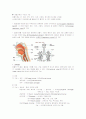 호흡기계의 구조와 기능 1페이지