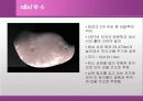 화성에 관한 발표 자료 31페이지