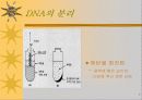 세포의 DNA정제 7페이지