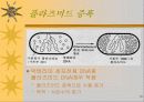 세포의 DNA정제 16페이지