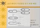 세포의 DNA정제 18페이지