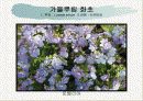 화훼식물의 학명 및 분류 6페이지