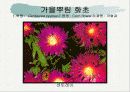 화훼식물의 학명 및 분류 9페이지
