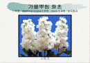 화훼식물의 학명 및 분류 11페이지