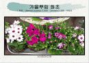 화훼식물의 학명 및 분류 12페이지