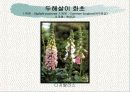 화훼식물의 학명 및 분류 18페이지
