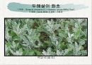 화훼식물의 학명 및 분류 19페이지