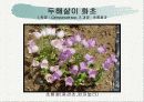 화훼식물의 학명 및 분류 20페이지