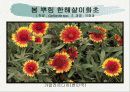 화훼식물의 학명 및 분류 26페이지