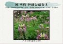 화훼식물의 학명 및 분류 27페이지