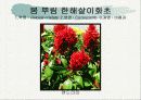 화훼식물의 학명 및 분류 30페이지