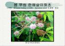 화훼식물의 학명 및 분류 31페이지