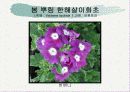 화훼식물의 학명 및 분류 33페이지