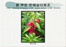 화훼식물의 학명 및 분류 34페이지