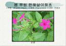 화훼식물의 학명 및 분류 35페이지