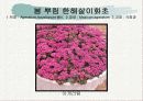 화훼식물의 학명 및 분류 38페이지