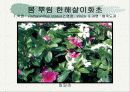 화훼식물의 학명 및 분류 39페이지