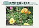 화훼식물의 학명 및 분류 41페이지