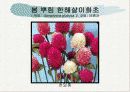 화훼식물의 학명 및 분류 42페이지