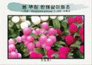화훼식물의 학명 및 분류 43페이지