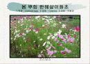 화훼식물의 학명 및 분류 45페이지