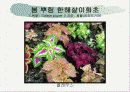화훼식물의 학명 및 분류 47페이지