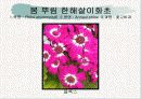 화훼식물의 학명 및 분류 50페이지