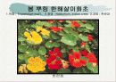 화훼식물의 학명 및 분류 51페이지