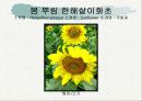 화훼식물의 학명 및 분류 52페이지