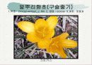 화훼식물의 학명 및 분류 54페이지