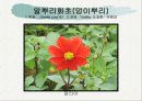 화훼식물의 학명 및 분류 58페이지