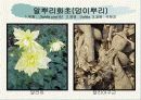 화훼식물의 학명 및 분류 59페이지