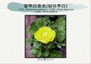 화훼식물의 학명 및 분류 60페이지