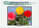화훼식물의 학명 및 분류 61페이지