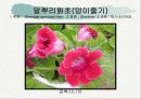 화훼식물의 학명 및 분류 62페이지
