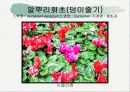 화훼식물의 학명 및 분류 63페이지