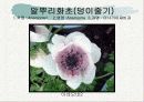 화훼식물의 학명 및 분류 65페이지