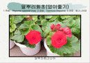화훼식물의 학명 및 분류 67페이지